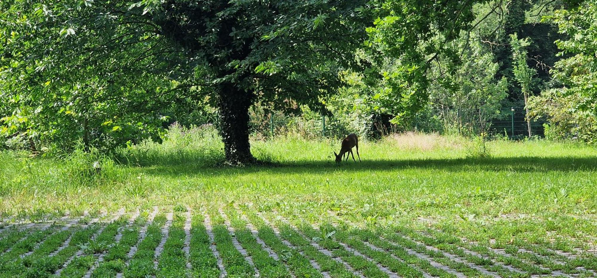 Darkwolf House Lägenhet Merseburg Exteriör bild